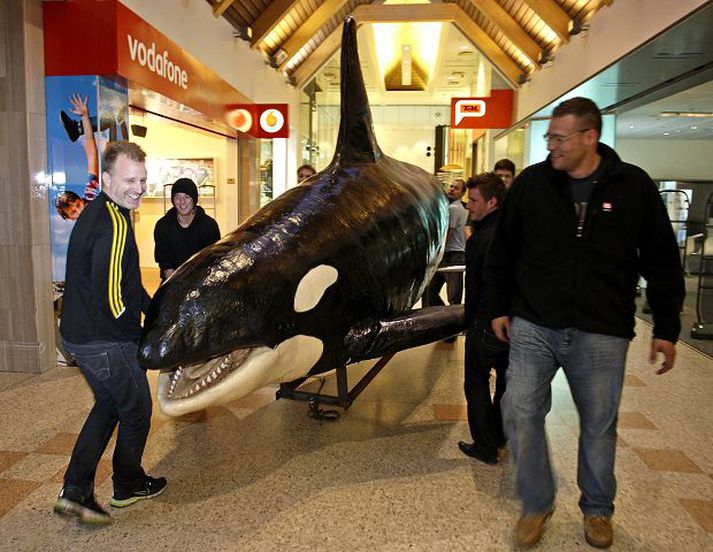 hvalurinn færður Talsvert átak var að koma hvalnum fyrir í Kringlunni og þurfti að labba með hann langa leið á áfangastað. fréttablaðið/valli