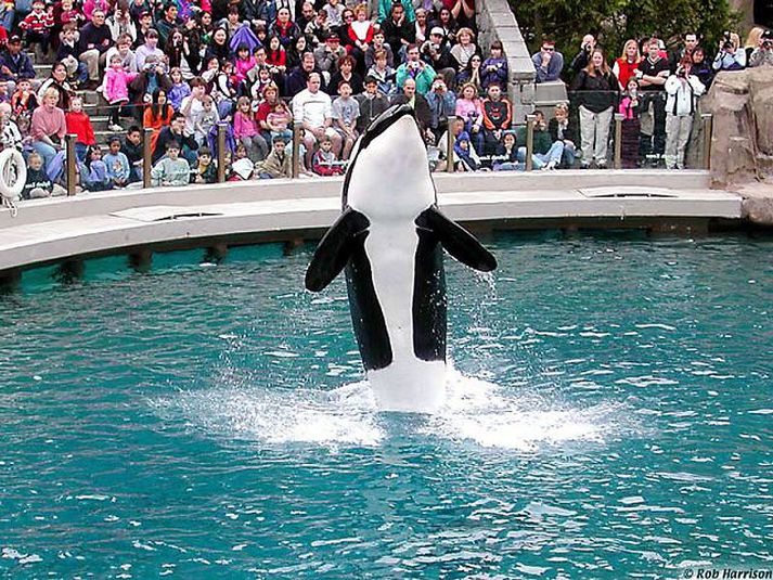 Vildi koma til Íslands. Háhyrningnum Tilikum, sem drap þjálfarann sinn, var meinað að koma til Íslands 1992. Hallur Hallsson, sem vann að komu Keiko, segir mikla vinnu hafa fylgt því að koma skepnunni til landsins.