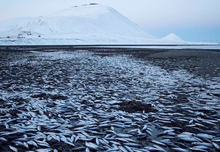 Síldin þakti nánast alla fjöruna í Kolgrafarfirði. 