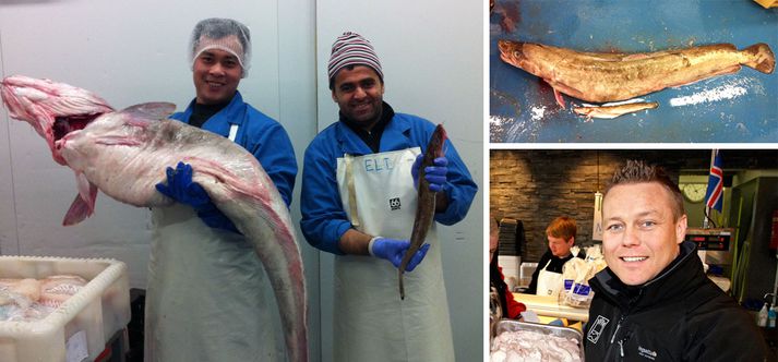 Fiskikóngurinn og þá flakarinn Chong frá Víetnam og Elyas sem kemur frá Afganistan með risann. Á 3. myndinni má svo sjá stóru lönguna í samanburði við eina sem telst eðlileg.
