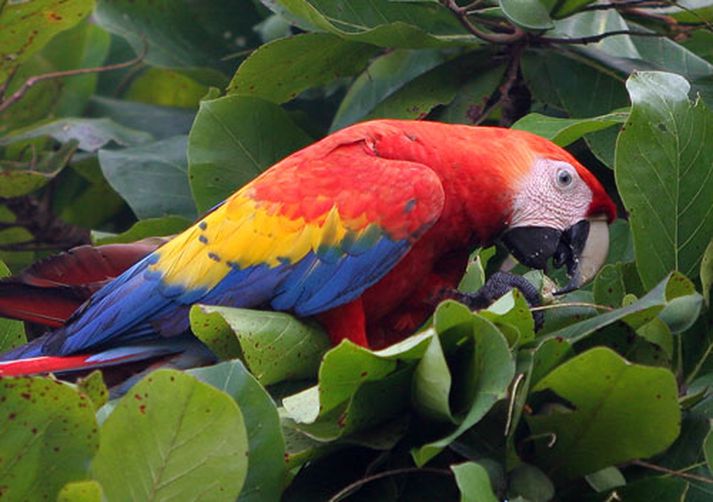 Páfagaukur af sömu tegund og Seifur, Scarlet Macaw