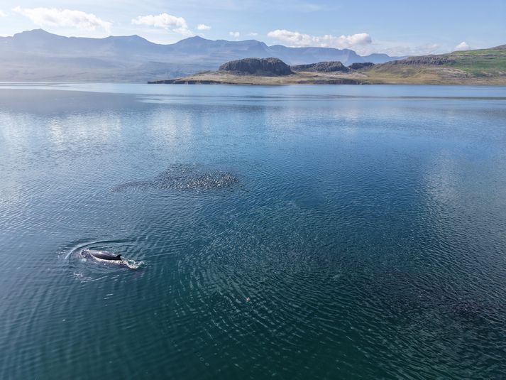 Hefnan í Eskifirði.