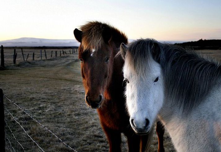 Lyfjanotkun sex mánuði aftur í tímann er á meðal upplýsinga í rafrænum hestapössum.  Fréttablaðið/GVA