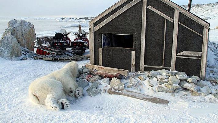 Hvítabjörninn var kominn hálfur inn í kofann þegar hann var felldur með skammbyssuskoti. Þetta er í fyrsta sinn í tvö ár sem björn er drepinn á Svalbarða. Mynd/Arild Lyssand