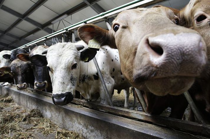 Kjarnfóður sem notað er á Íslandi er blandað erfðabreyttum maís og soja, en óvíst er hvort korn Monsanto er selt hér.