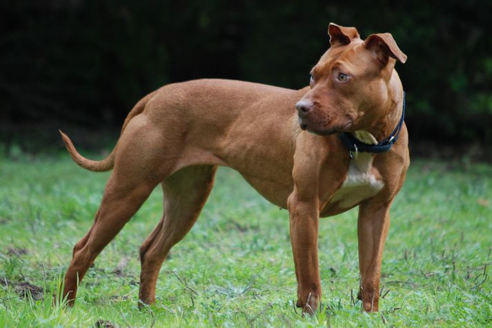 Óheimilt er að flytja hunda af tegundinni American Put Bull Terrier hingað til lands.