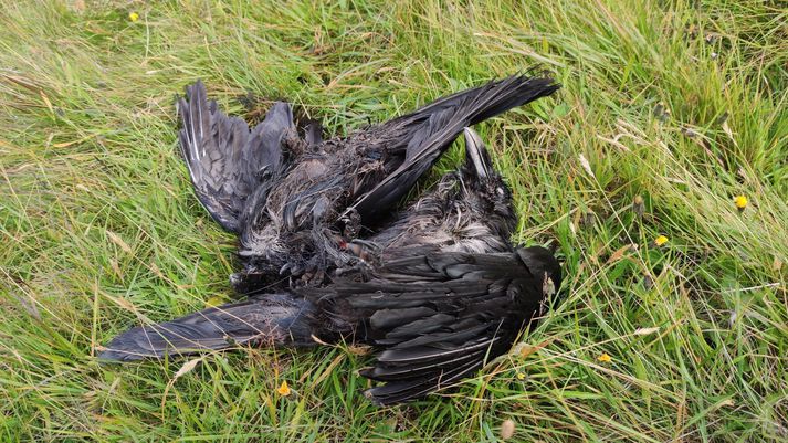 Hinir dauðu hrafnar eru bundnir saman á fótum. Ekki liggur neitt fyrir um það enn hvernig það hefur komið til. Viðmælandi Vísis vill ekki trúa því að það hafi verið gert viljandi, hann telur að þar sé um að kenna yfirgengilegum umhverfissóðaskap.