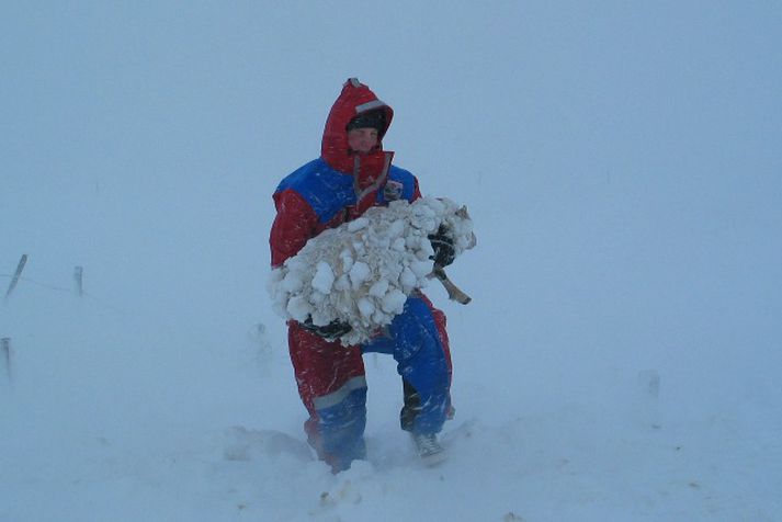 Björgunarsveitarmaður við störf að grafa upp fé sem fennt hafði yfir