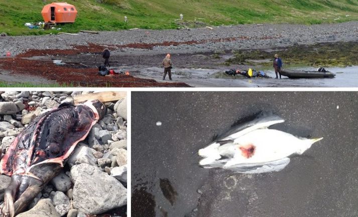 Mennirnir þrír voru sagðir hafa farið um friðlandið eins og verstu sóðar.