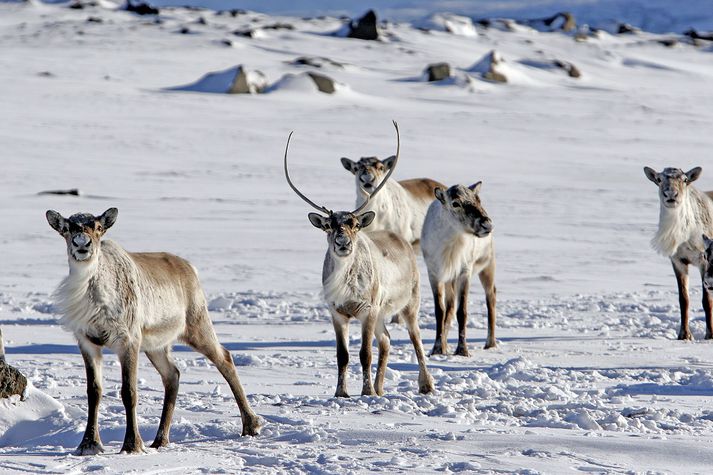 Vegagerðin og Náttúrustofa Austurlands vara vegfarendur við umferð hreindýra á Austur- og Suðausturlandi.