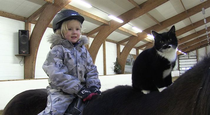 Gaumur tekur mikið tillit til Svölu.