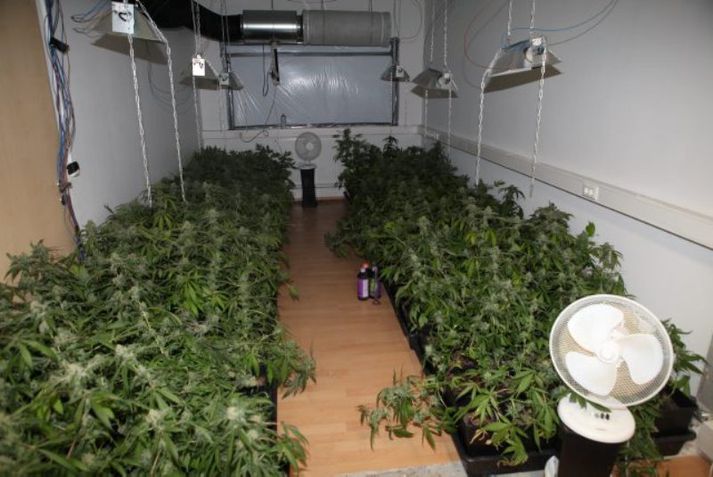 Fyrr í vikunni var þessi kannabisframleiðsla stöðvuð í Hafnarfirði.