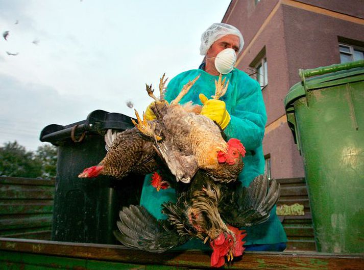 Fugli slátrað. Rúmenar hafa sumir hverjir flýtt sér helst til mikið við að farga fuglum.