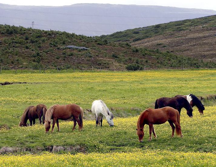 Hestaveikin Viðamiklar rannsóknir eru í gangi til að finna veiru þá sem veldur smitandi hósta í hrossum og finna aðferðir sem gagnast gegn henni.