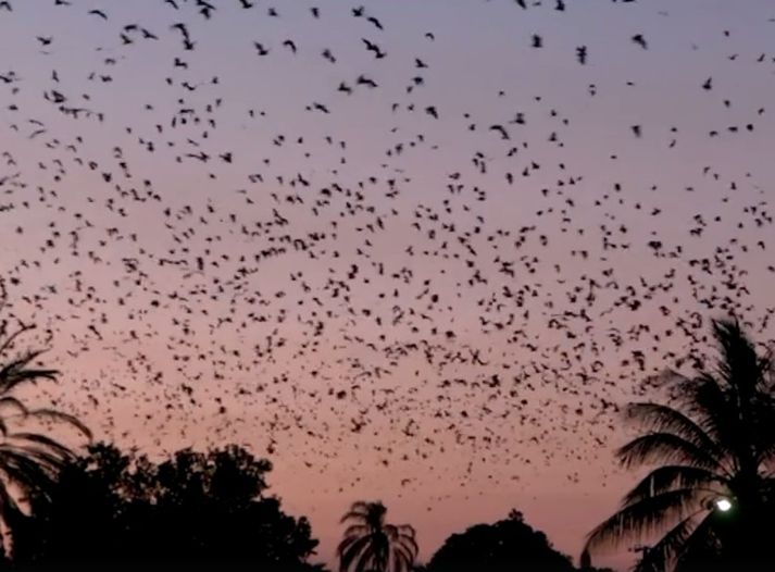 Mikill fnykur er nú í bænum Charters Towers.
