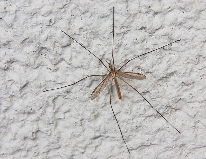 Folaflugan er mjög lík hrossaflugunni en þó mun stærri.
