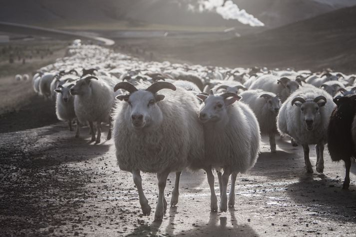 Fé verður brátt rekið á fjall og því er tíminn naumur.