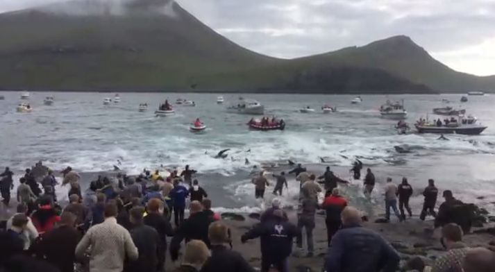 Færeyingar telja margir veiðiaðferðina grindadráp vera mikilvægan hluta af menningu þjóðarinnar.