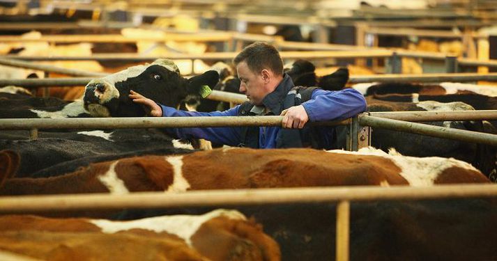 Í Evópu logar allt vegna hrossakjötshneykslisins – Matvælastofnun hefur brugðist við. nordicphotos/gettyimages