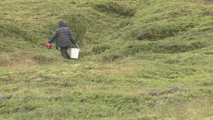 Berjasprettan á norðanverðum Vestfjörðum hefur verið með besta móti í ár eins og víða annars staðar á landinu. Hér má sjá berjatínslukonu í hlíð skammt frá Vestfjarðagöngum nú í september.