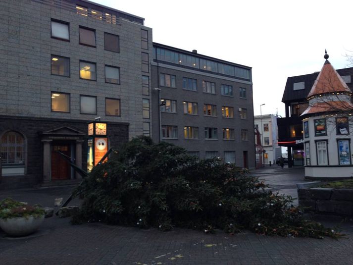 Jólatréð liggur á hliðinni í fullum skrúða.