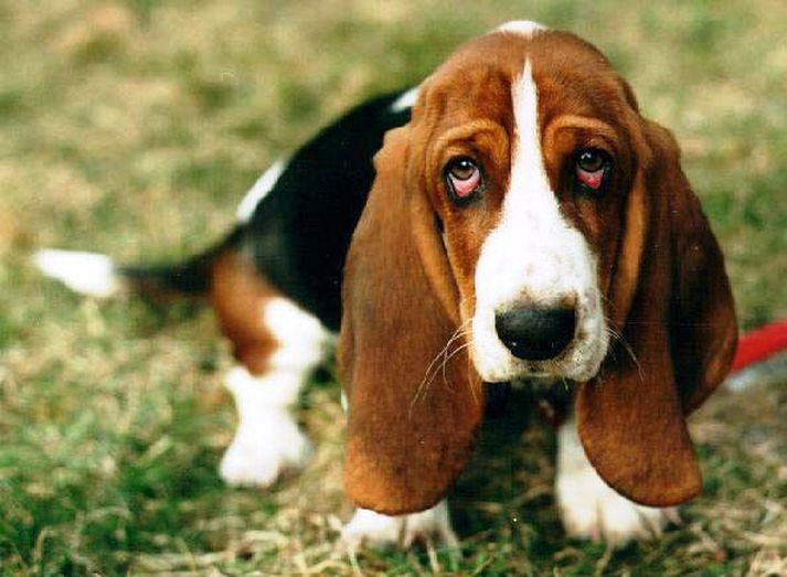 Basset hundarnir er vinsælir veiðihundar en þeir gæða sér oft á grjóti.