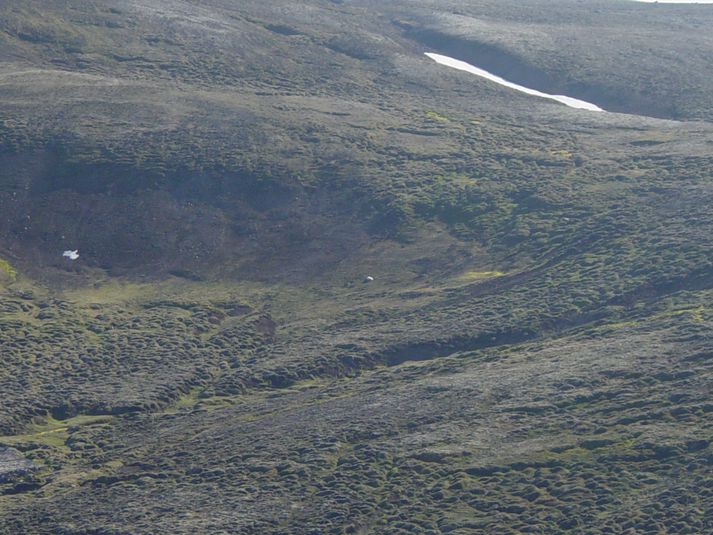 Hinn meinti ísbjörn er fyrir miðri mynd.