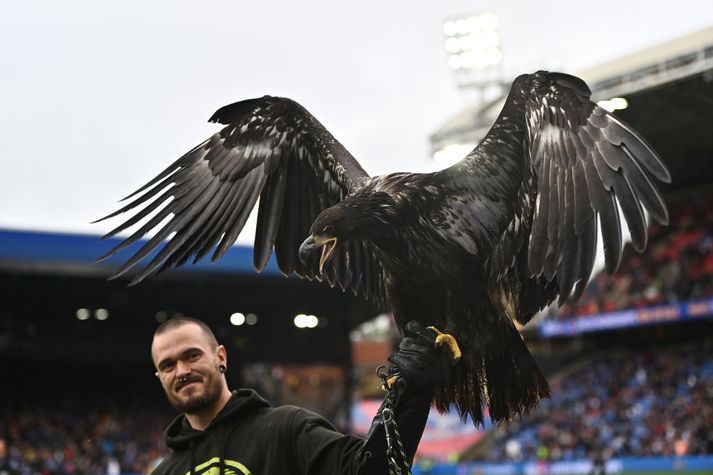 Skallaörninn Pheonix hefur vakið mikla athygli á leikjum Crystal Palace.