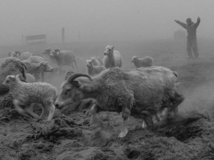 Bændur á svæðinu stóðu frammi fyrir miklum áskorunum og í sumum tilfellum þurfti að hýsa búfé inni eða flytja það af svæðinu til að vernda það gegn öskuryki og flúormenguðum jarðvegi.