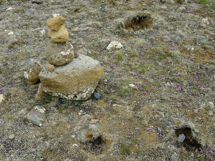 Skemmdir við Þingvallaveg Margir vörðusmiðir virðast ekki hugsa út í að velja sér ekki steina sem eru fastir í gróðurhulu landsins og skilja því eftir sig ljót sár eins og hér má sjá við Þingvallaveg.MYnd/Ingó Herbertsson