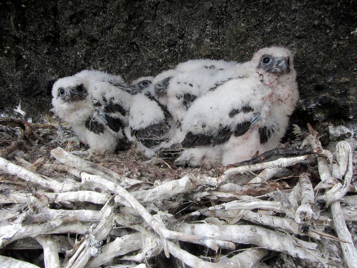 Þjófnaður á eggjum úr fálkahreiðrum er ekki eins áberandi í dag og hann var áður. Það er ekki þar með sagt að vandinn sé úr sögunni.