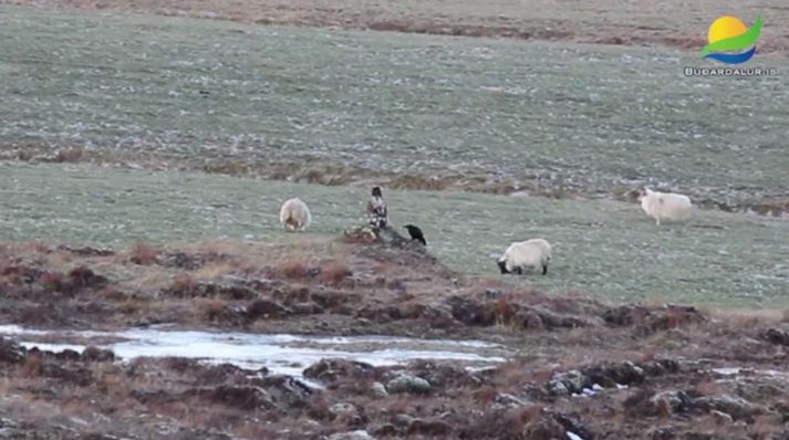 Hér sést hvernig hrafninn ræðst ekki á garðinn þar sem hann er lægstur.