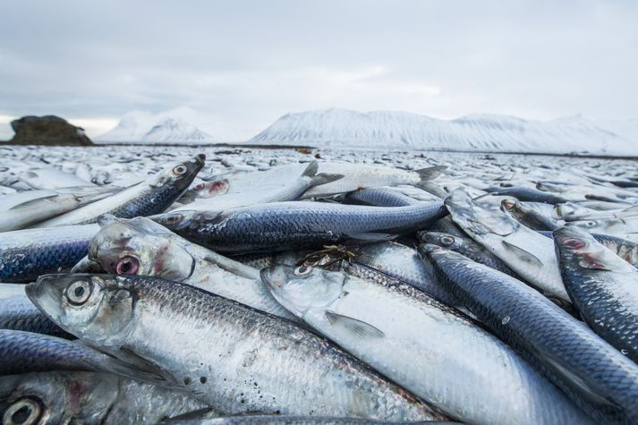 Sjómenn þurftu mikið að hafa fyrir því að veiða síldarkvóta sína. 