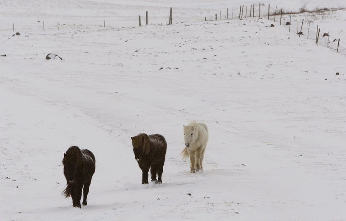 Hundruð hrossa bíða þess að komast til slátrunar. Nú fer í hönd sá tími þar sem bændur þurfa að gefa á útigang. 