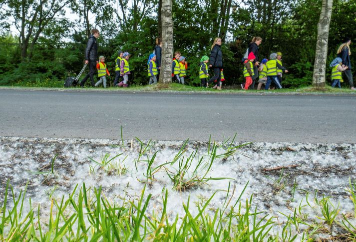 Asparfræ safnast í hauga víða í Reykjavík