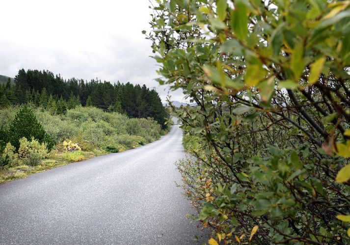 Íslenskir skógar stækka og segja má að stanslausri rýrnun skóglendis frá landnámi hafi loksins verið snúið við.