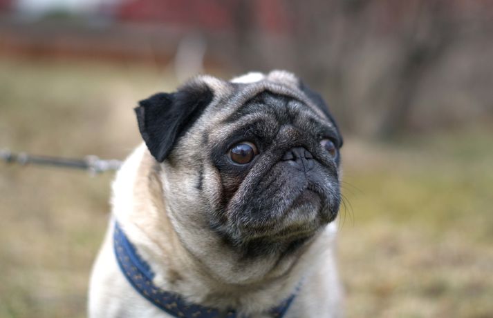 Eftir lagabreytingu gærdagsins er mun líklegra að þessi hundur fái að búa í fjölbýlishúsi.