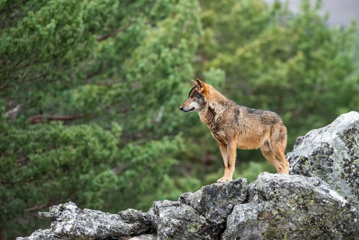 Úlfur í nágrenni Puebla de Sanabria á Spáni