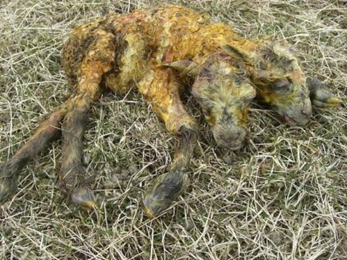 Tvíhöfða lamb fæddist á sama tíma og fólk gekk til atkvæða og kaus. Mynd/skessuhorn.is