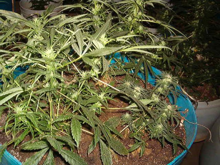 Kannabisefni í ræktun.