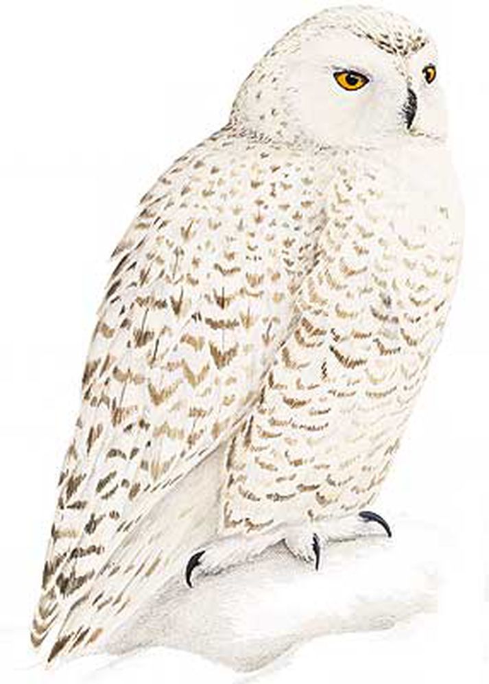 Snæuglur eru mjög sjaldgæfar hér á landi.