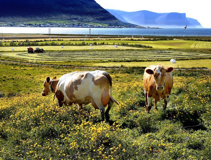 Minnsta mjólkurbúið í 38 búa úrtaki Landssambands kúabænda framleiddi rúma 100.000 lítra á síðasta ári, en það stærsta rúma 700.000 lítra. 