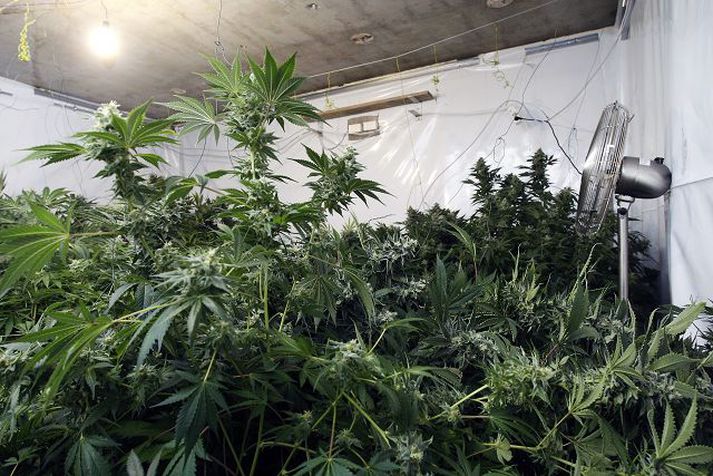 Um fimm hundruð plöntur voru í húsnæðinu í Þykkvabæ.