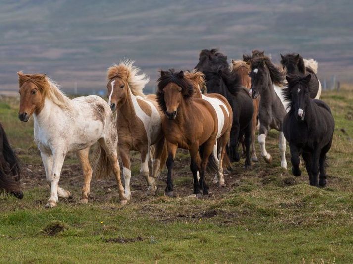 Knapa hefur verið vikið úr landsliðinu í hestaíþróttum.