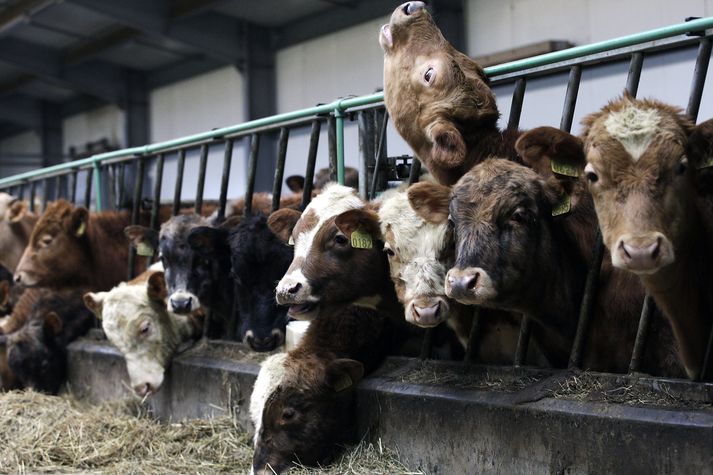 Gífurleg aukning hefur orðið á innflutningi á nautgripakjöti til hakkgerðar. Innlend framleiðsla á nautgripakjöti hefur dregist saman vegna aukinnar eftirspurnar á mjólkurvörum.