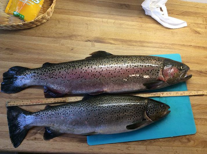 Stærri fiskurinn ber eldisupprunans greinileg merki á sporði og uggum.