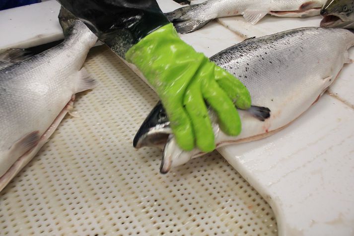 Samband veiðifélaga gagnrýnir harðlega eldi á norskum laxi við Ísland.
