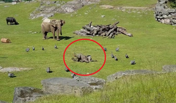 Chindi missti jafnvægið í öllum hamagangnum.