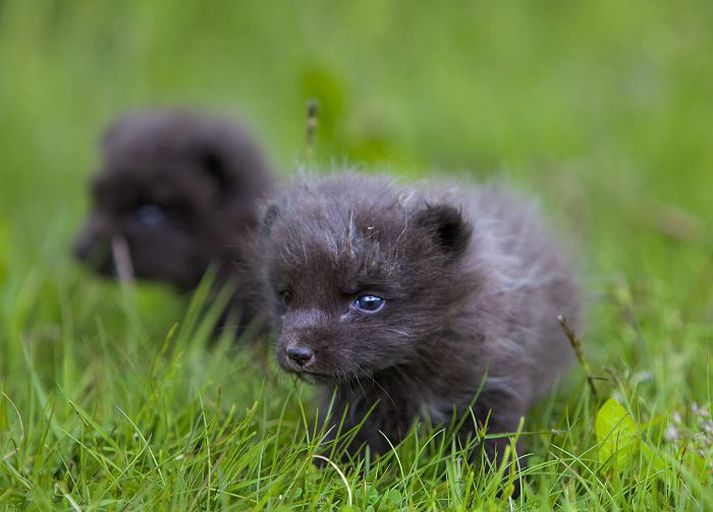 Refurinn Fúsi og tófan Matthildur borða Pedigree-hvolpafóður af svo góðri lyst að oft þarf að stoppa þau af. 
FRÉTTABLAÐIÐ/VILHELM