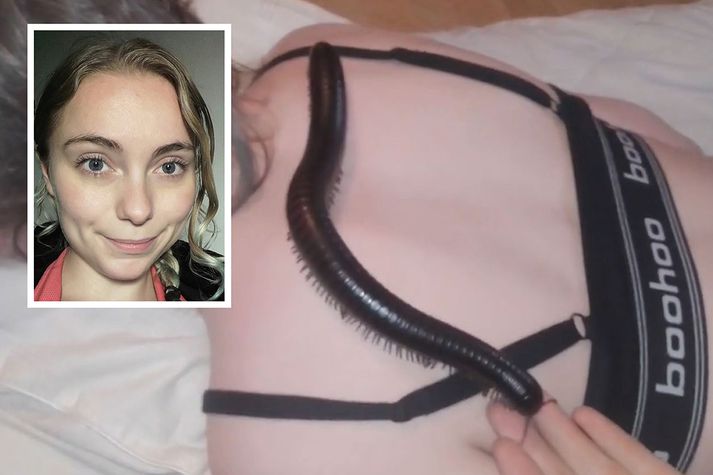 Amalía Petra segir það ríma við sína reynslu, þar sem segir að þúsundfætlur geti verið snakillar og geðvondar.